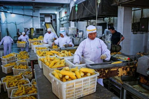 精深加工如何拓展農產品增值空間