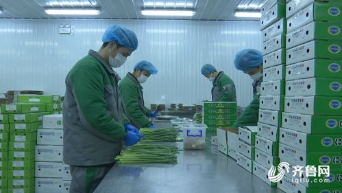 濰坊農(nóng)產(chǎn)品加工企業(yè)順利復(fù)工，優(yōu)質(zhì)蒜薹搶“鮮”直供海外