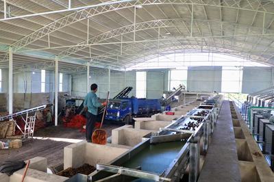 五街鎮(zhèn) 核桃產(chǎn)業(yè)升級(jí)，打造硬“核”夢(mèng)工廠