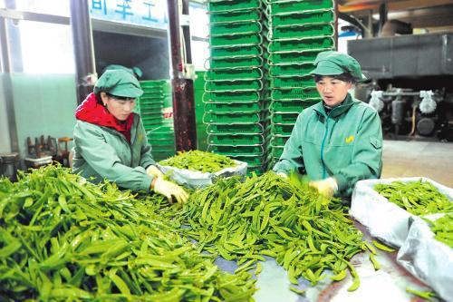 農(nóng)村四禁令解除 農(nóng)產(chǎn)品加工迎來新機(jī)遇，村民期盼已久