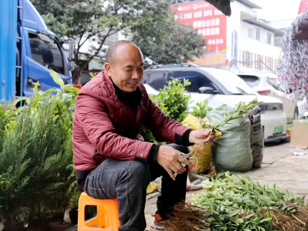 苗木市場(chǎng)春意濃 特色產(chǎn)業(yè)驅(qū)動(dòng)農(nóng)轉(zhuǎn)工新篇章，農(nóng)產(chǎn)品加工添翼騰飛