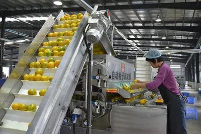 我國農(nóng)產(chǎn)品加工業(yè)迎來重大機(jī)遇 產(chǎn)業(yè)集群引領(lǐng)產(chǎn)業(yè)升級(jí)